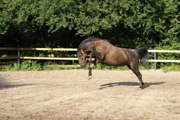 Anden særlig race Simply Grey (R.I.P) billede 5