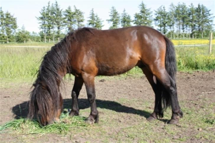 Dartmoor  Bob Marley *SOLGT* - Græs er nu godt. billede 3