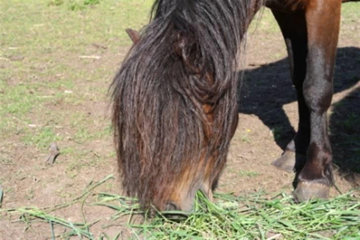 Dartmoor  Bob Marley *SOLGT* billede 4