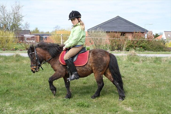 Dartmoor  Bob Marley *SOLGT* - Lidt træning på folden billede 5