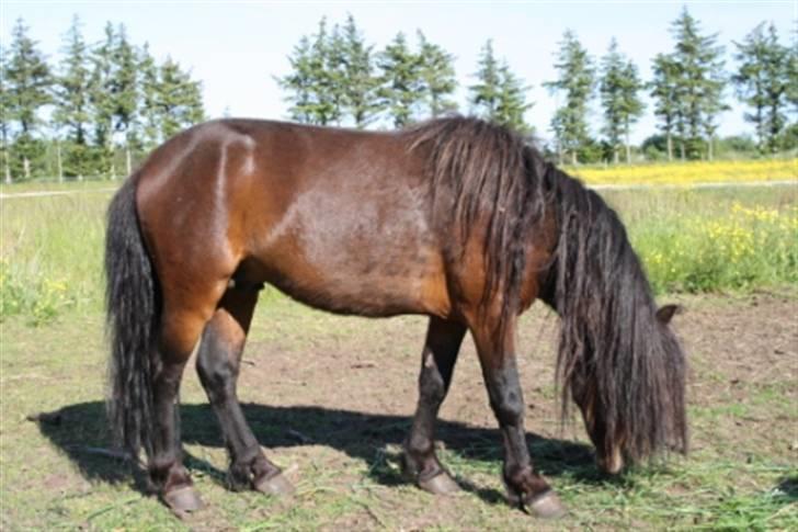 Dartmoor  Bob Marley *SOLGT* billede 6