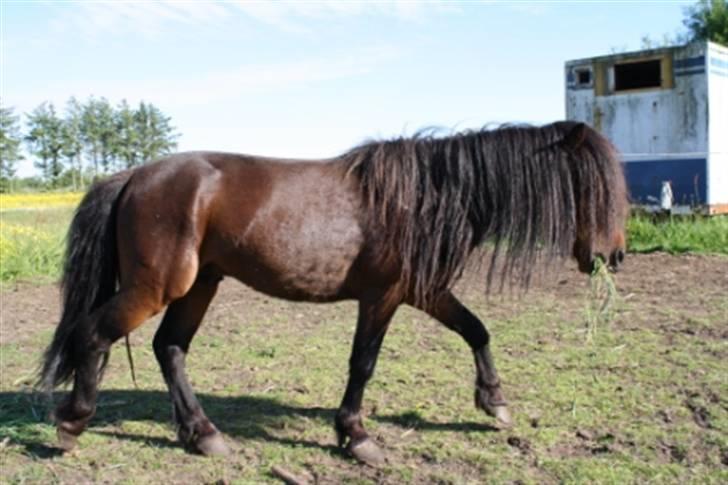 Dartmoor  Bob Marley *SOLGT* billede 7