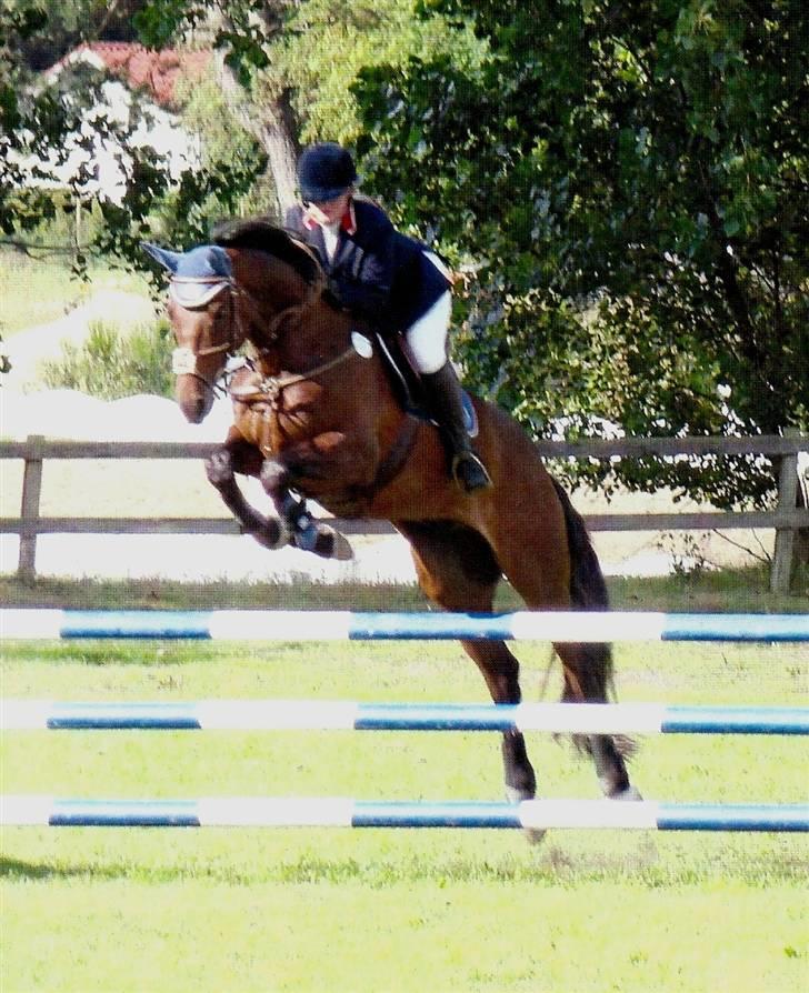 Dansk Varmblod Stenvænge Polo  - Første stævne på Polo billede 1