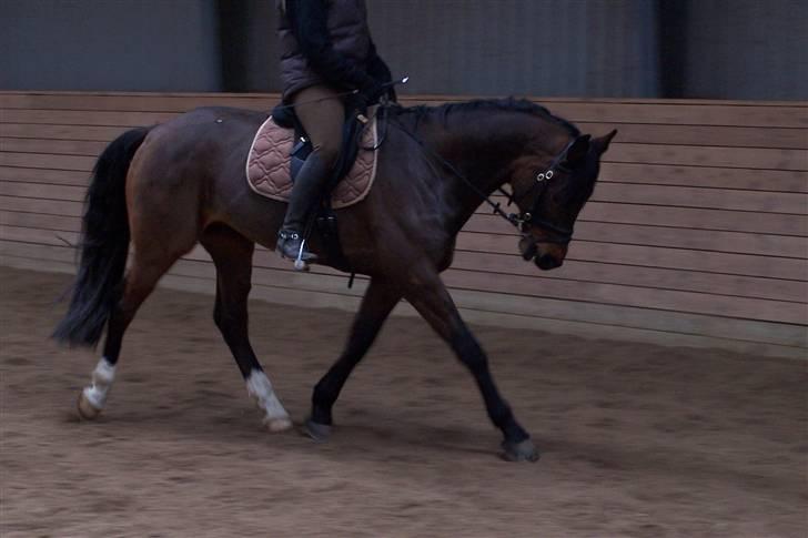 Dansk Varmblod Stenvænge Polo  billede 3