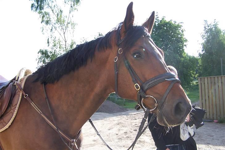 Dansk Varmblod Stenvænge Polo  billede 4