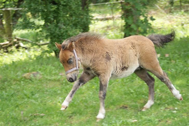 Shetlænder Vanggårdens Herbie - "RUUUN!! Jep jep, jeg har helt styr på det der med changementer og alt det der..!" Så dejlig lille fræser-Herbie. D. 2-08-2009 billede 3