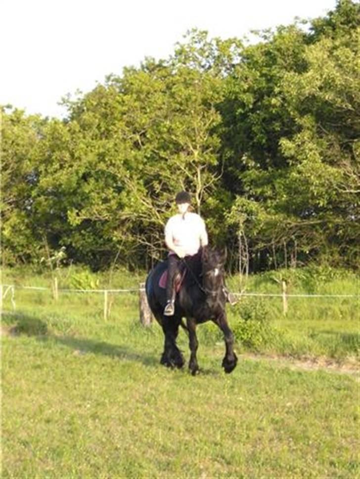 Anden særlig race fillippa(solgt) - billeder fra første gang jeg prøvede hende foto lars (dreamhorse) billede 8