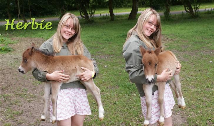 Shetlænder Vanggårdens Herbie - "Jeg tror ikke helt Nadia har forstået meningen med de stænger jeg har fået..." Han er bare så dejlig. D. 07-06-2009 billede 5