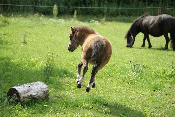 Shetlænder Vanggårdens Herbie - "Yaaiks! Den havde jeg ikke lige set!" Hehe, dejlige krudtugle. D. 02-08-2009 billede 6
