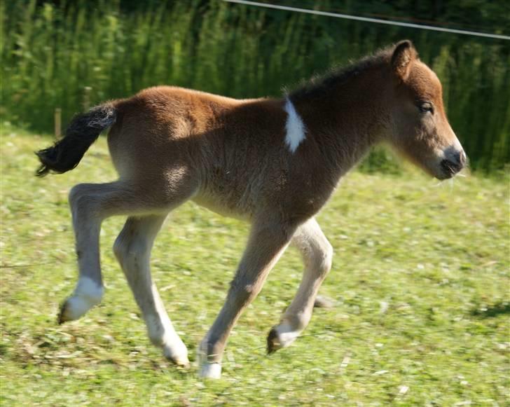 Shetlænder Vanggårdens Herbie - Fræser pony :) Første gang han er ude, 1 dag gammel. D. 06-06-2009 billede 9