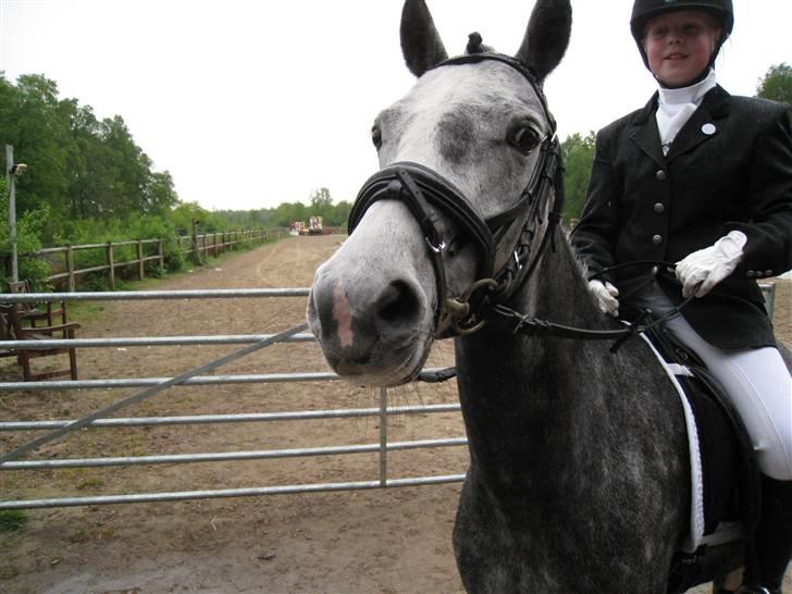 Anden særlig race Gnist <3 solgt =) - lige inden vi skal ind på banden billede 8