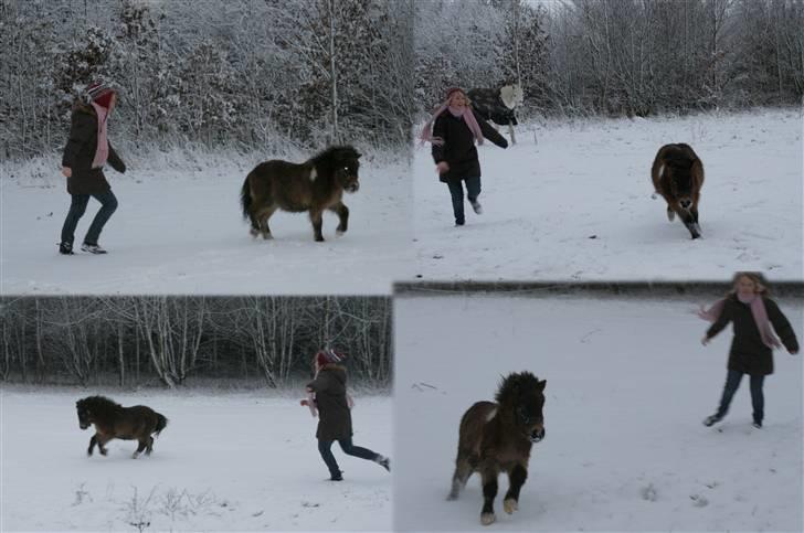 Shetlænder Vanggårdens Herbie - Herbie og jeg leger fangeleg, første gang han nogen sinde er i sne :D Han får mig altid til at grine den pony <3 D. 17. december 2009 billede 10