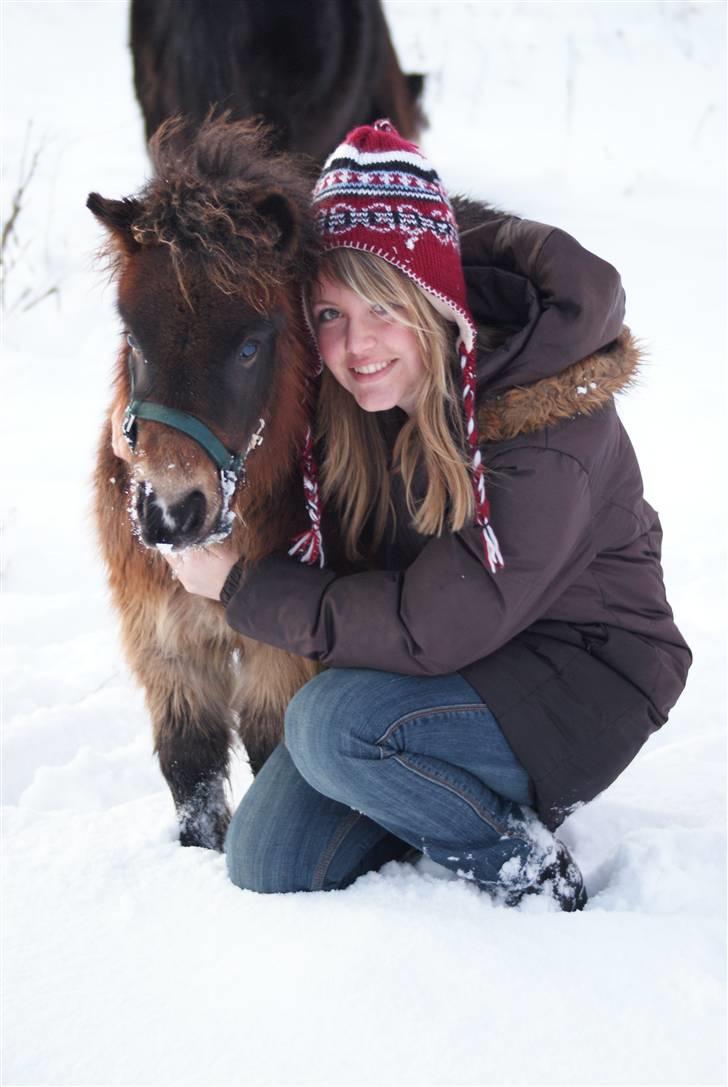 Shetlænder Vanggårdens Herbie - Herbie er blevet slugt af en uldtot, men han er stadig dejlig! D. 23. december 2009 :) billede 13