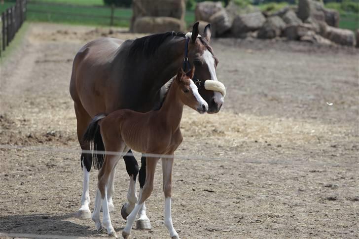 Dansk Varmblod Wilson's Heart of Gold - Kys kys :) billede 6