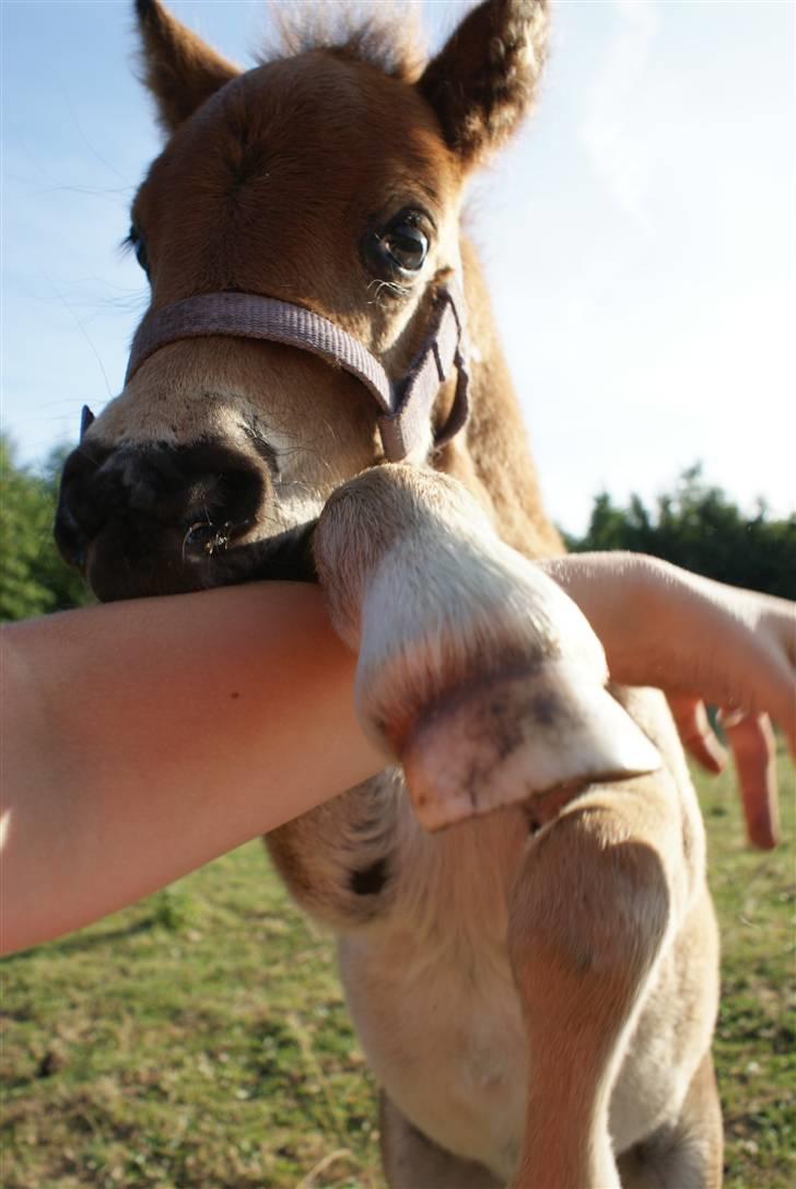 Shetlænder Vanggårdens Herbie - "Haps, jeg fik dig!" Han er bare fræk, han elsker at lege ;) D. 5-06-2009 billede 15