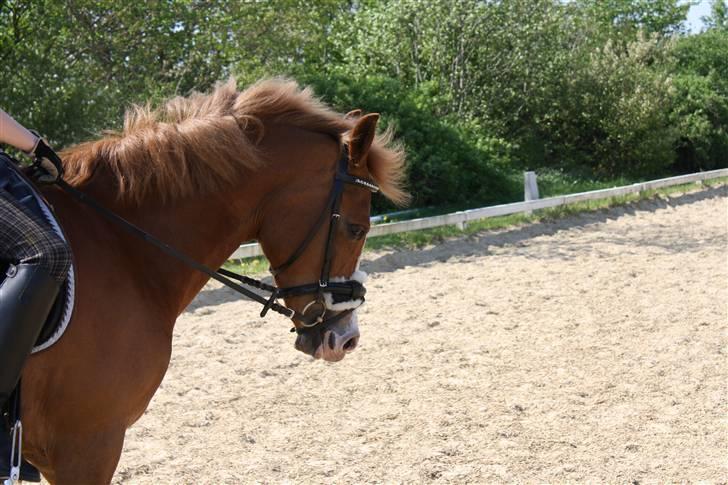 Anden særlig race Fjalar Eagle - Dejligt med lidt vind i håret=0) billede 4