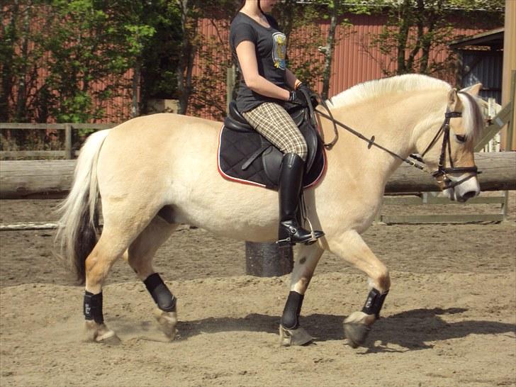 Fjordhest Møllevejs Hannibal - 3# Prinsen er jo here lækker :D<3 Foto; Stephanie billede 3