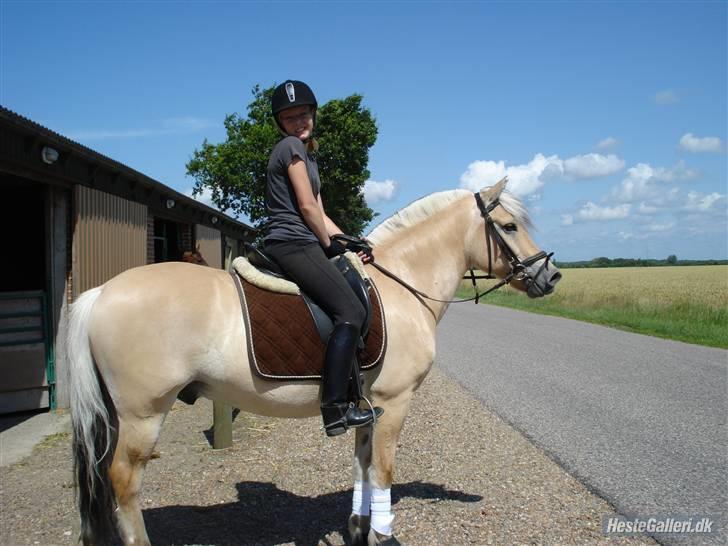 Fjordhest Møllevejs Hannibal - 5# Glemmer aldrig den dag ;´)<3 Foto; øhh? billede 5