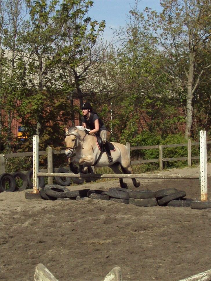 Fjordhest Møllevejs Hannibal - 6# Vi kan jo godt:D <3 Foto; Stephanie billede 6