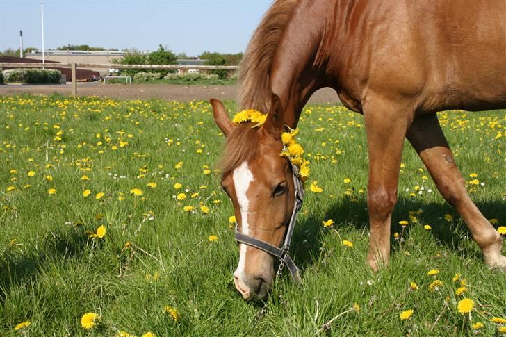 Anden særlig race Fjalar Eagle - sol,græs og blomster :-) billede 6