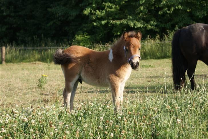 Shetlænder Vanggårdens Herbie - Super dejlig pony, han vokser helt vildt! Taget d. 5-07-2009 billede 18