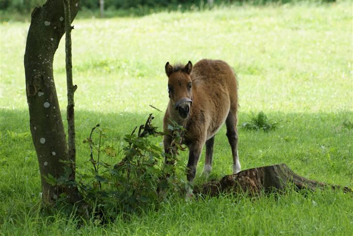 Shetlænder Vanggårdens Herbie - "Moar! Ser min røv stor ud sådan her?" Dejlige pony han er skøn :) D. 2-08-2009 billede 19