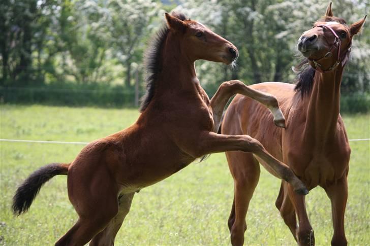 Dansk Varmblod Graff Marron billede 1