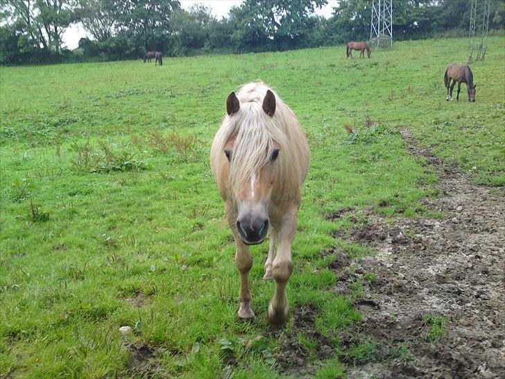 Haflinger Cody - Hej søde. billede 15