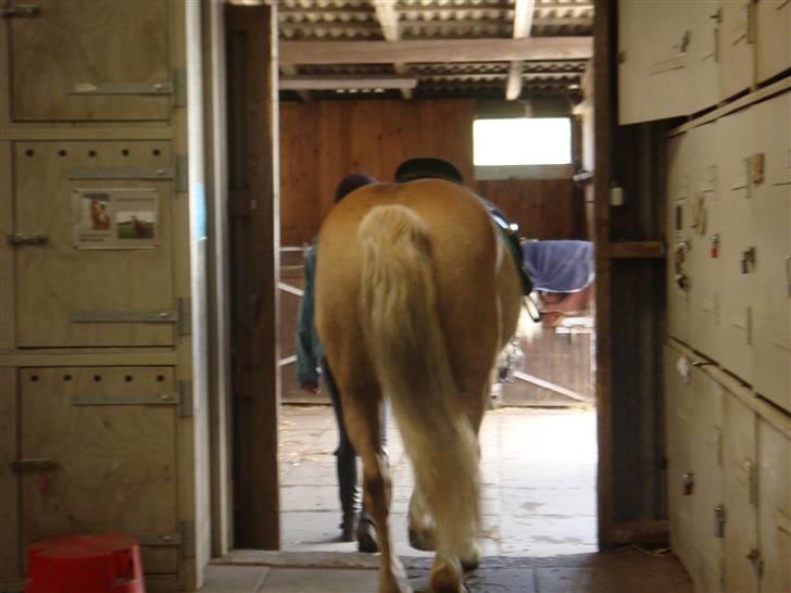 Haflinger Cody - Bredrøvet? xD  Foto: Hannah billede 5
