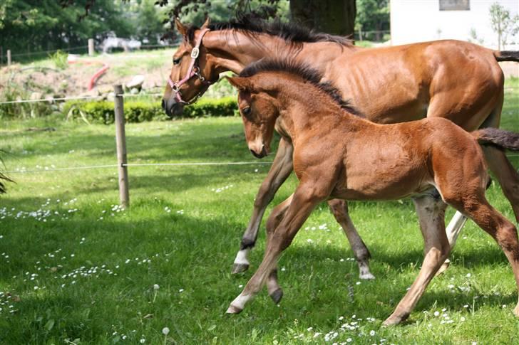 Dansk Varmblod Graff Marron billede 2