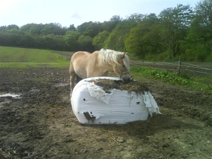 Haflinger Cody - Man skal jo holde kuren ! :D billede 7
