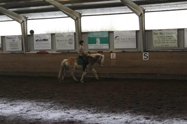 Haflinger Cody - Dressur januar 2010
Foto: Laura
 billede 8