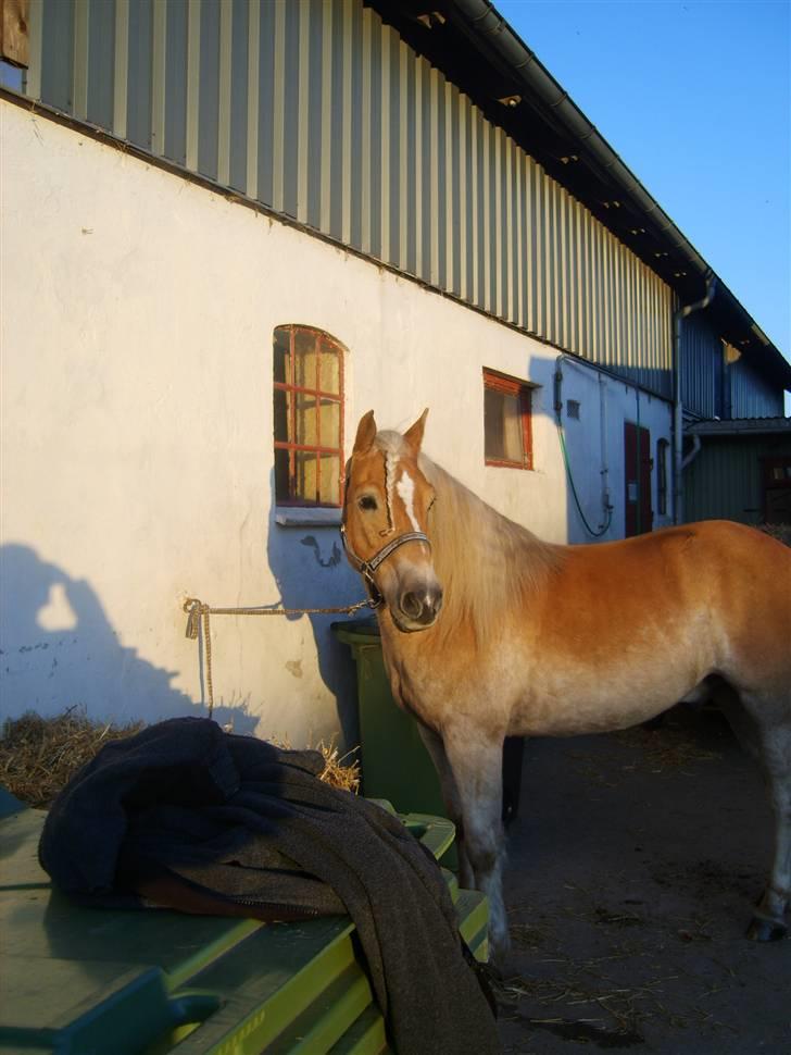 Haflinger Cody - Nyvasket. En dag i oktober. <3 billede 10