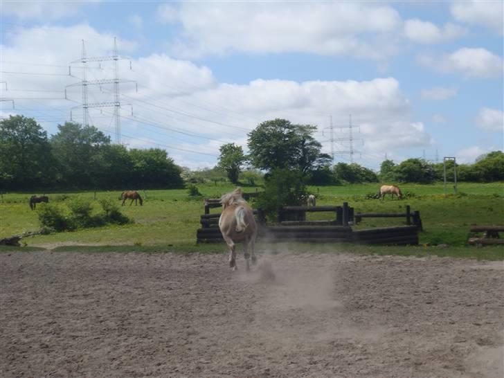 Haflinger Cody - Ja, mojn do!
Foto: Hannah billede 6