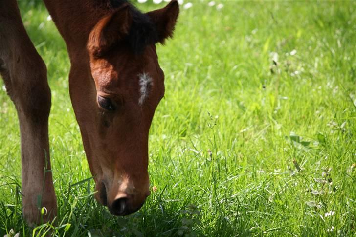 Dansk Varmblod Graff Marron billede 3