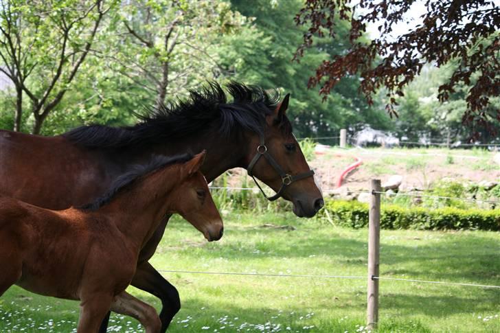 Dansk Varmblod Graff Marron billede 4