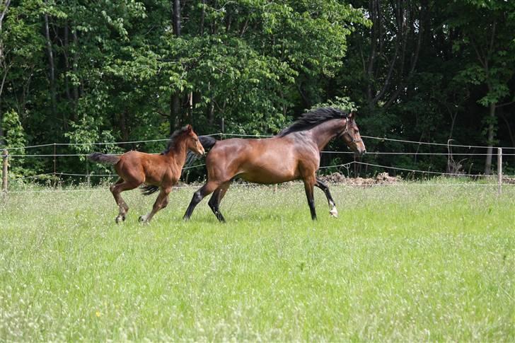 Dansk Varmblod Graff Marron billede 5