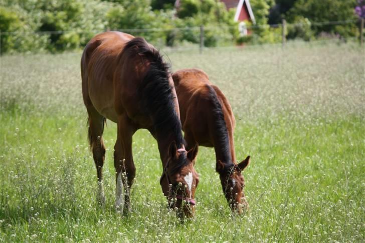 Dansk Varmblod Graff Marron billede 6