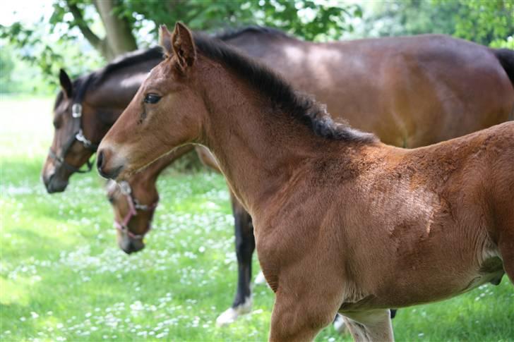 Dansk Varmblod Graff Marron billede 7