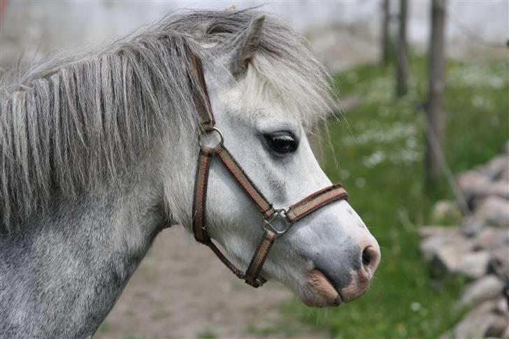 Welsh Mountain (sec A) Lillelunds Miss Nia billede 16