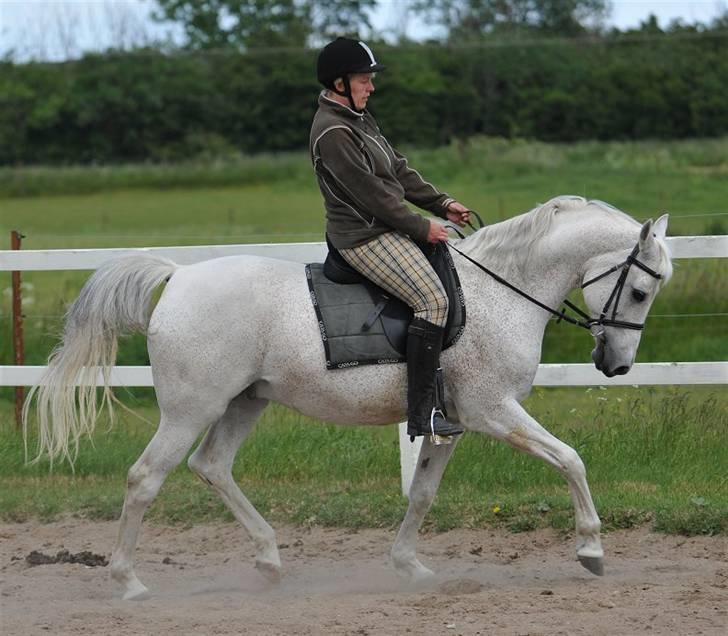 Arabisk fuldblod (OX) Zino ( SOLGT ) - Foto: Jani Pedersen - Taget 05.06 - 2009  billede 14
