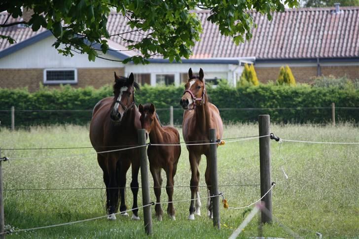 Dansk Varmblod Graff Marron - den lille familie :) billede 8