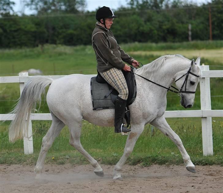 Arabisk fuldblod (OX) Zino ( SOLGT ) - Foto: Jani Pedersen - Taget 05.06 - 2009  billede 15