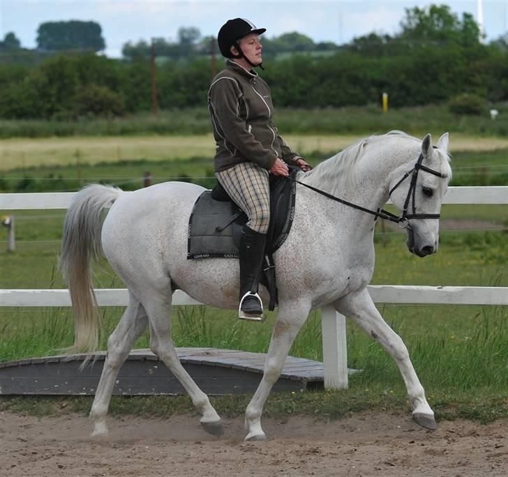 Arabisk fuldblod (OX) Zino ( SOLGT ) - Foto: Jani Pedersen - Taget 05.06 - 2009  billede 16