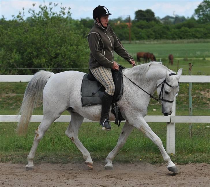 Arabisk fuldblod (OX) Zino ( SOLGT ) - Foto: Jani Pedersen - Taget 05.06 - 2009  billede 18