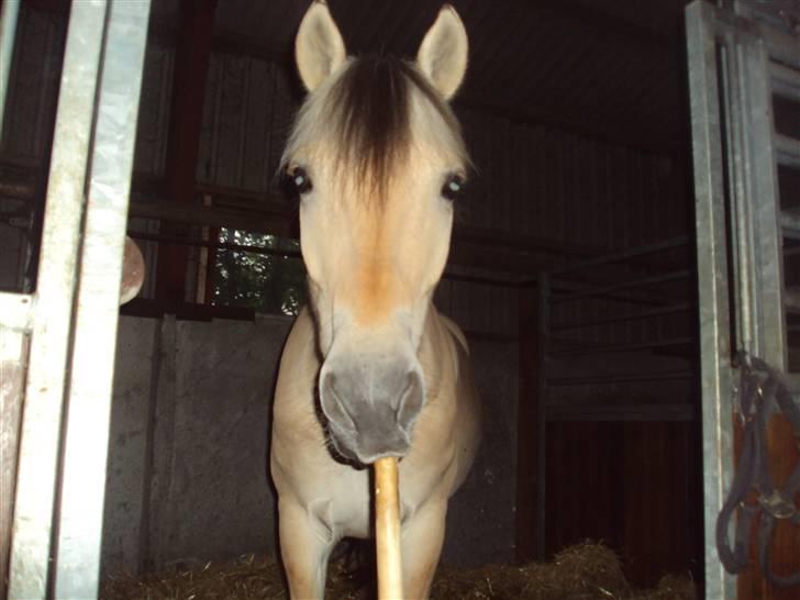 Fjordhest Møllevejs Hannibal - 11# Min bamse pony :´)<3 Foto; Stephanie, tror jeg :D billede 11