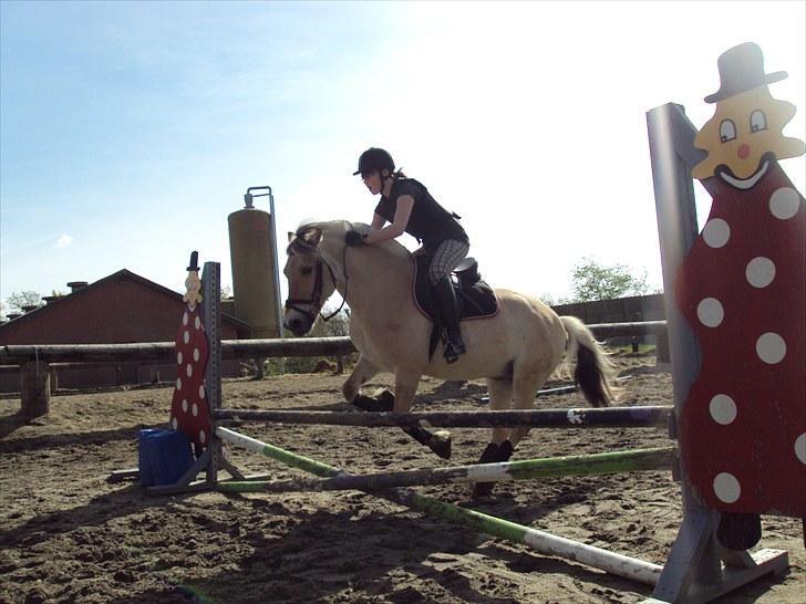 Fjordhest Møllevejs Hannibal - 13# Hop, forsatan :D! Foto; Stephanie billede 13