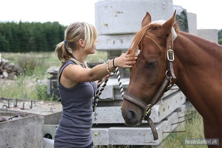 Arabisk fuldblod (OX) GHAZAL AL BAHIR. VINDENS SANG - . billede 11