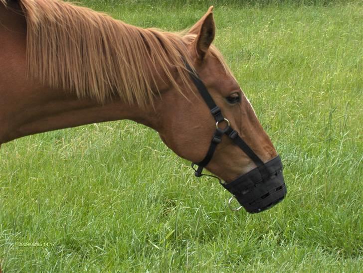 Anden særlig race Senior Lokos - Senior har fået mundkurv-han er ikk farlig med har været forfangen billede 16