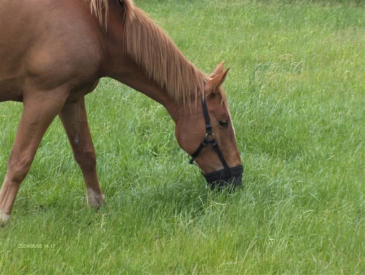 Anden særlig race Senior Lokos billede 17